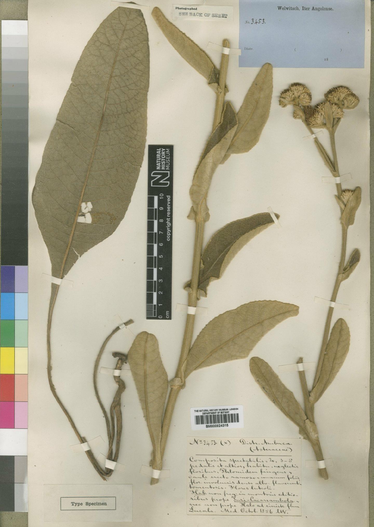To NHMUK collection (Inula glomerata Oliv. & Hiern; Type; NHMUK:ecatalogue:4529343)