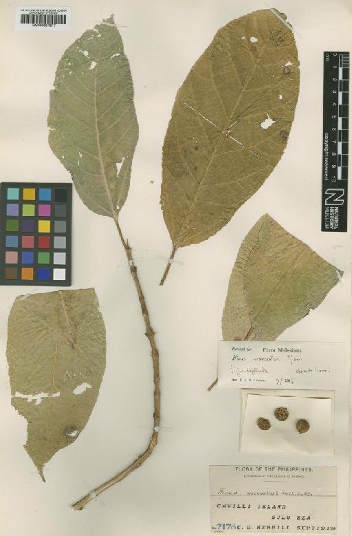 Ficus cumingii var. worcesteri (Merr.) Corner - BM000951817