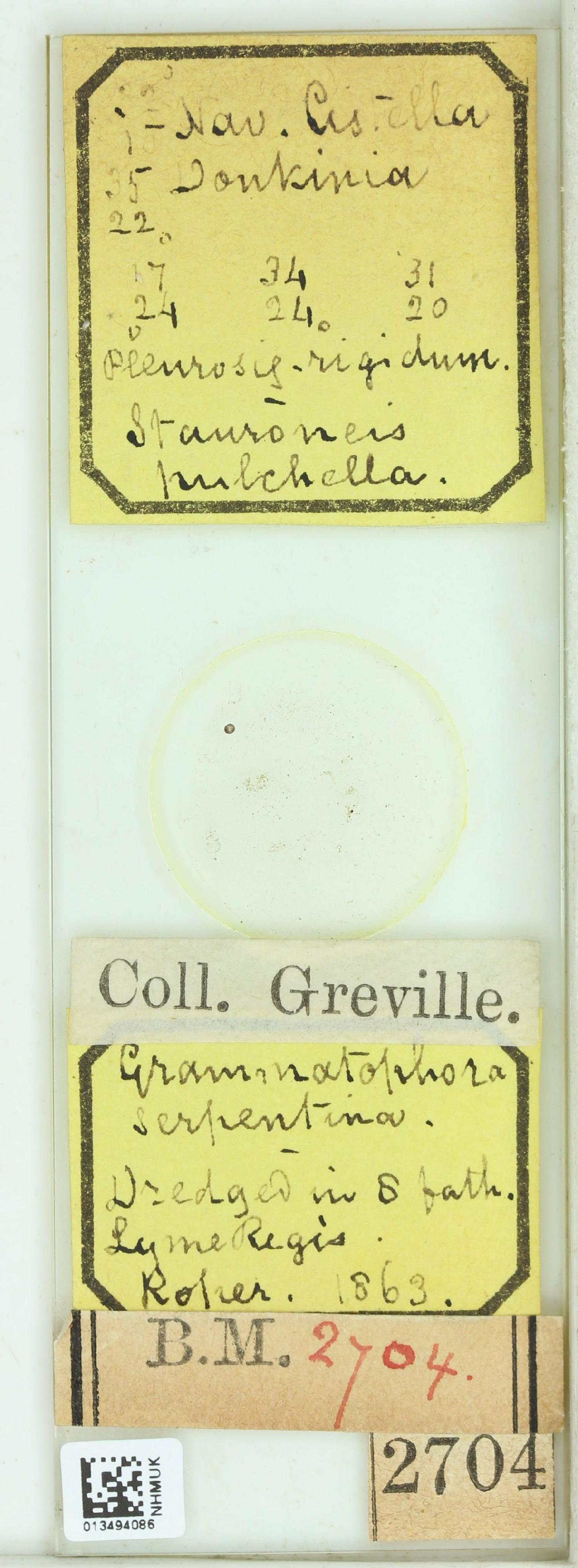 To NHMUK collection (Navicula cistella Grev.; Syntype; NHMUK:ecatalogue:4738026)