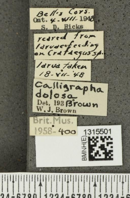 Calligrapha (Polyspila) dolosa Brown, W.J., 1945 - BMNHE_1315501_label_15906