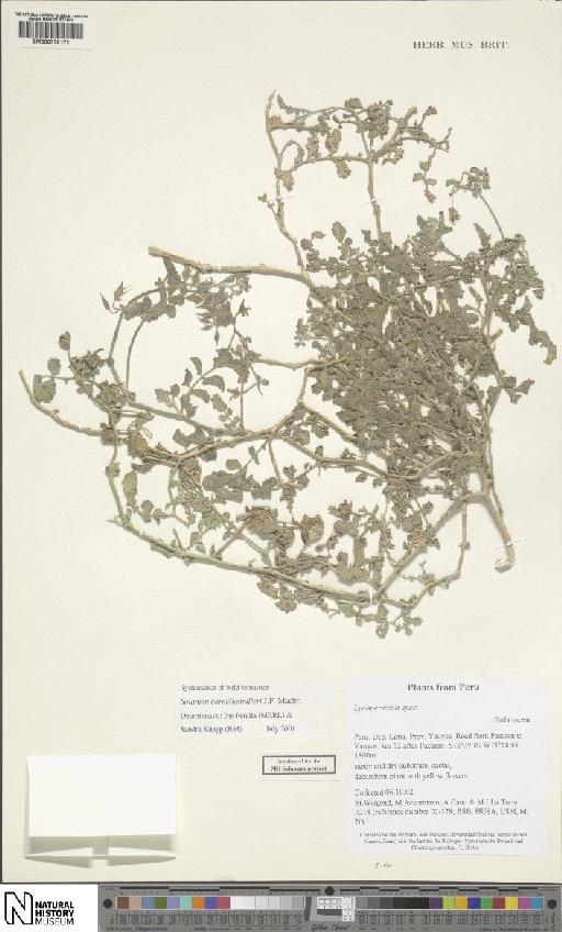 Solanum corneliomulleri J.F.Macbr. - BM000778172