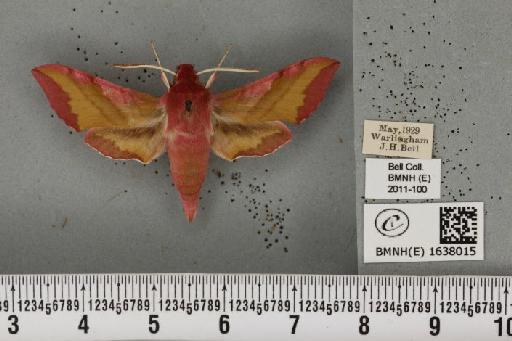 Deilephila porcellus (Linnaeus, 1758) - BMNHE_1638015_207068