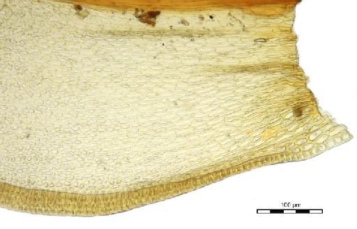 Geheebia gigantea (Funck) Boulay - Tortula vinealis var. nivalis_BM001006737leafbase.j