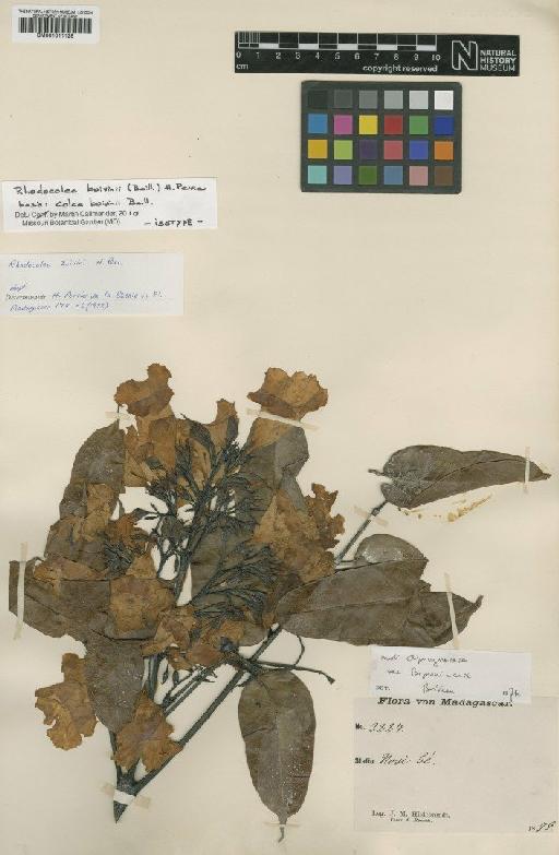 Rhodocolea bovinii (Baill.) H.Perrier - BM001011128