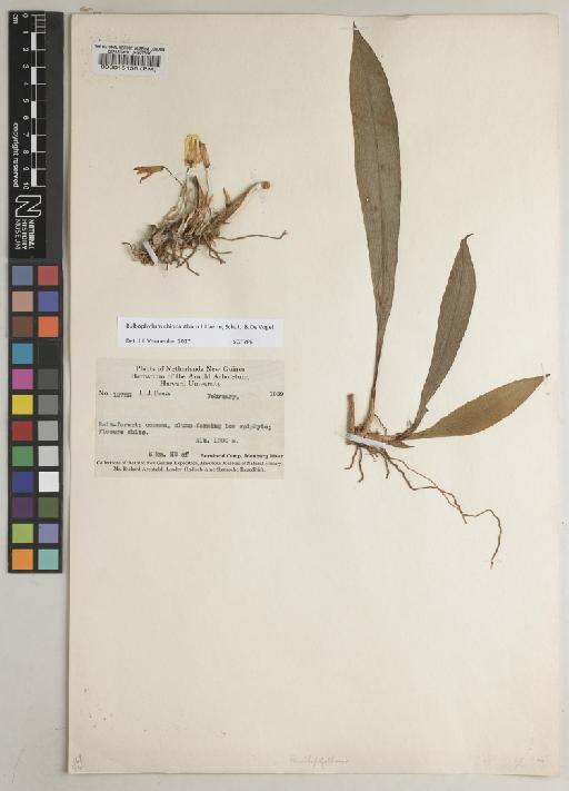 Bulbophyllum chionanthum J.J.Verm., Schuit. & de Vogel - BM000015156