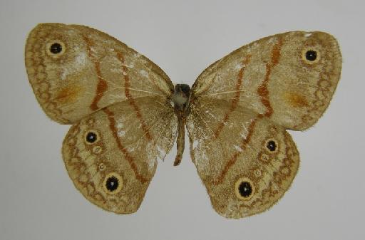 Euptychia fetna Butler, 1870 - BMNH(E)_ 1267124_Euptychia_fetna_Butler_T_female_ (3)
