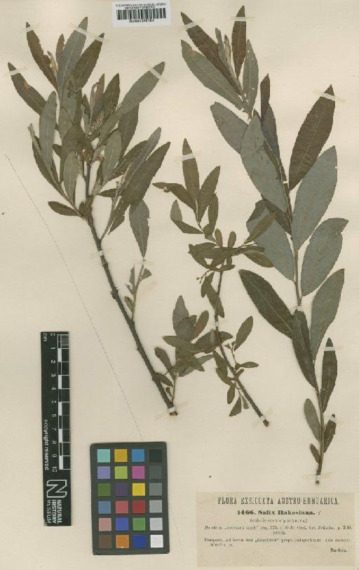 Salix cinerea L. - BM001046184