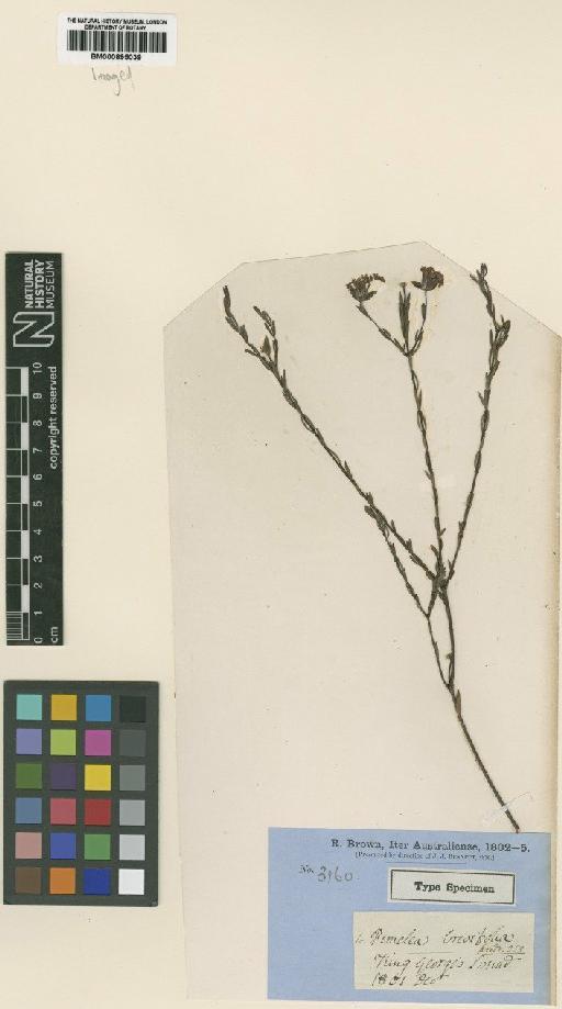 Pimelea brevifolia R.Br. - BM000895039