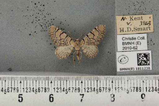 Eupithecia venosata venosata (Fabricius, 1787) - BMNHE_1811238_383050