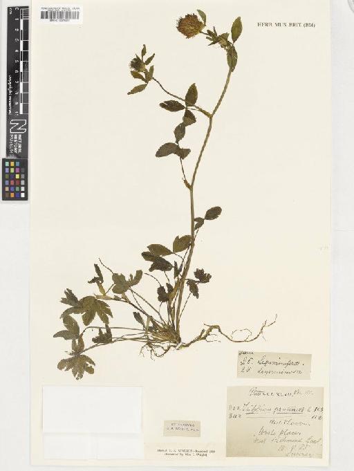 Trifolium pratense L. - BM001037866