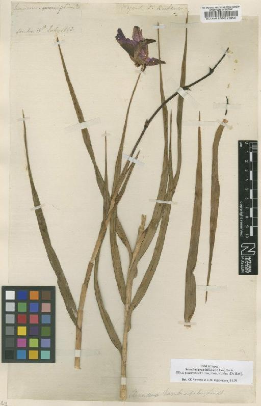 Arundina graminifolia (D.Don) Hochr. - BM000091395