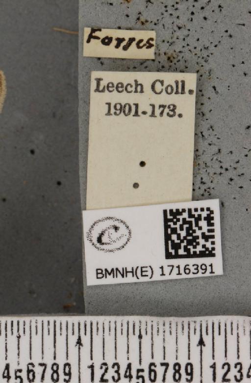 Scopula marginepunctata (Goeze, 1781) - BMNHE_1716391_label_269600