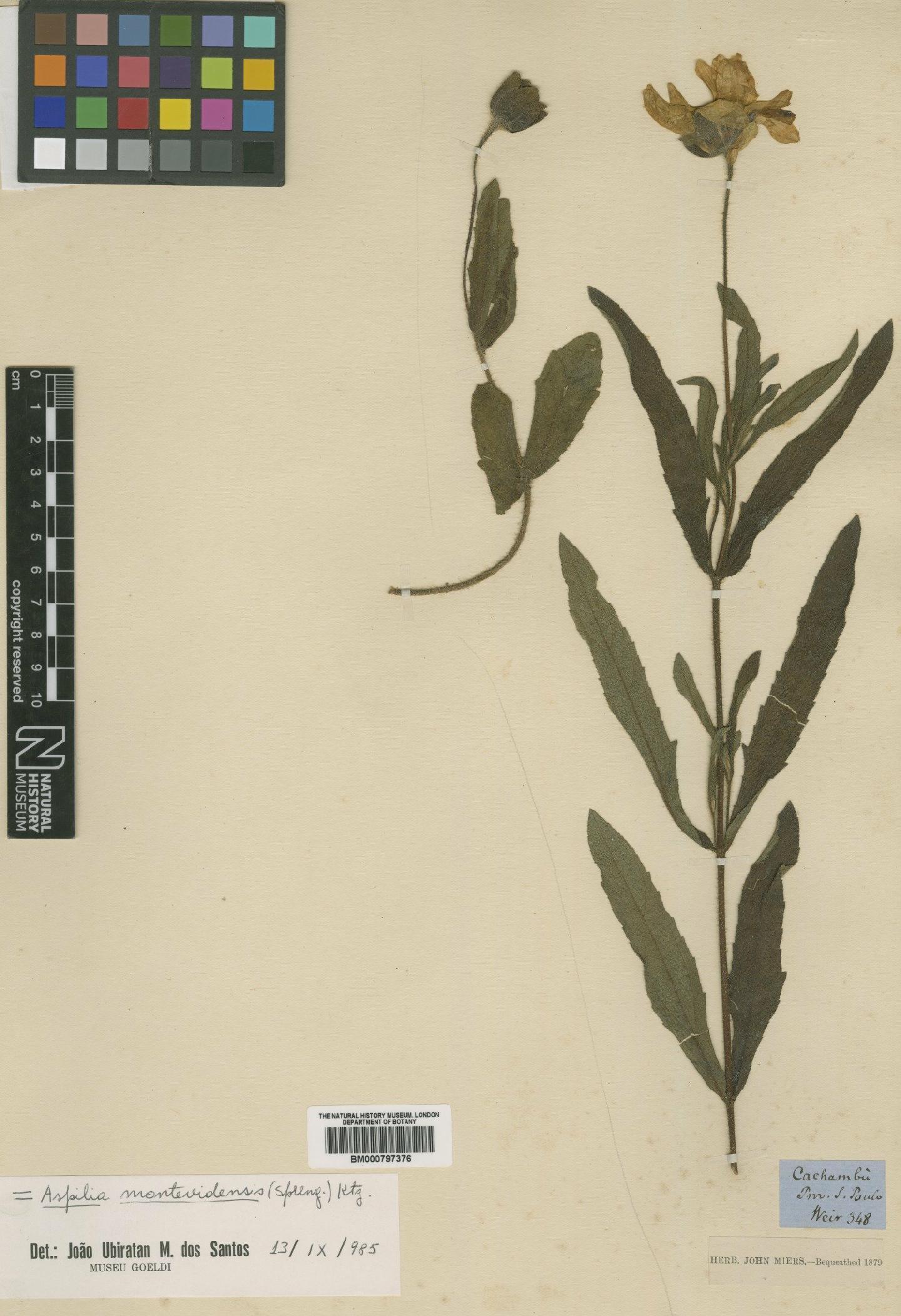 To NHMUK collection (Aspilia montevidensis (Spreng.) Kuntze; Type; NHMUK:ecatalogue:4990156)