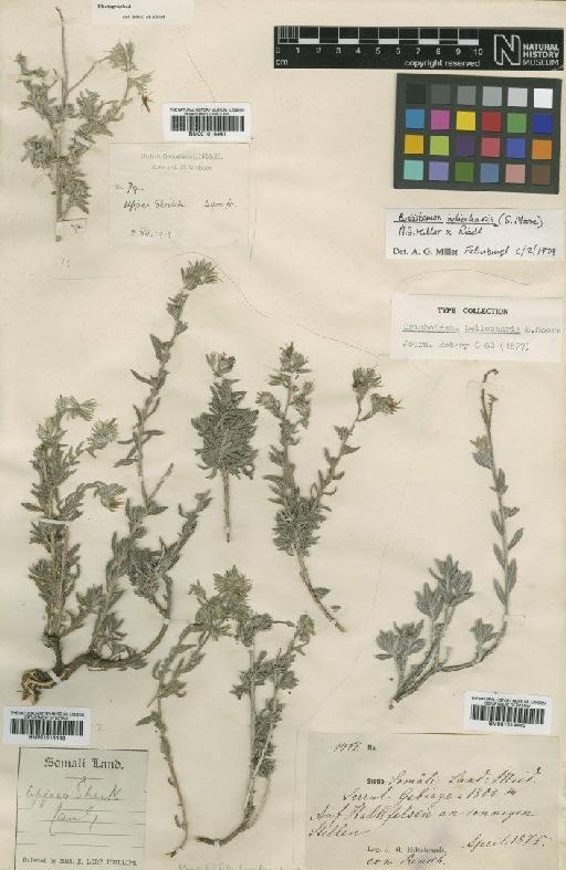 Cystistemon heliocharis (S.Moore) A.G.Mill. & Riedl - BM001014441