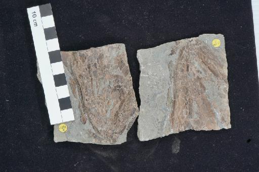 Eusthenopteron foordi Whiteaves - NHMUK PV P 6800