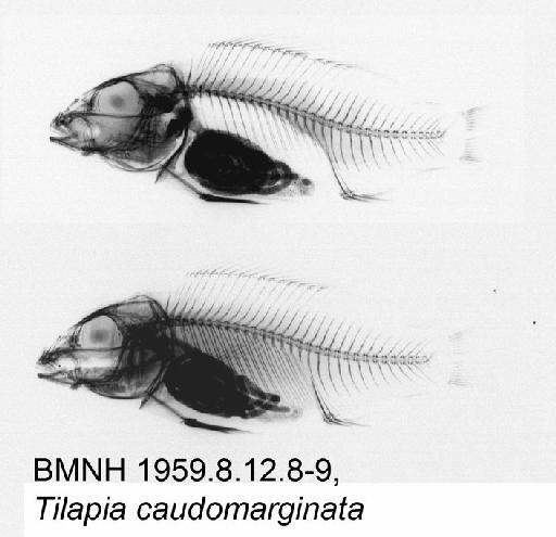 Tilapia caudomarginata Boulenger, 1916 - BMNH 1959.8.12.8-9, Tilapia caudomarginata, Radiograph