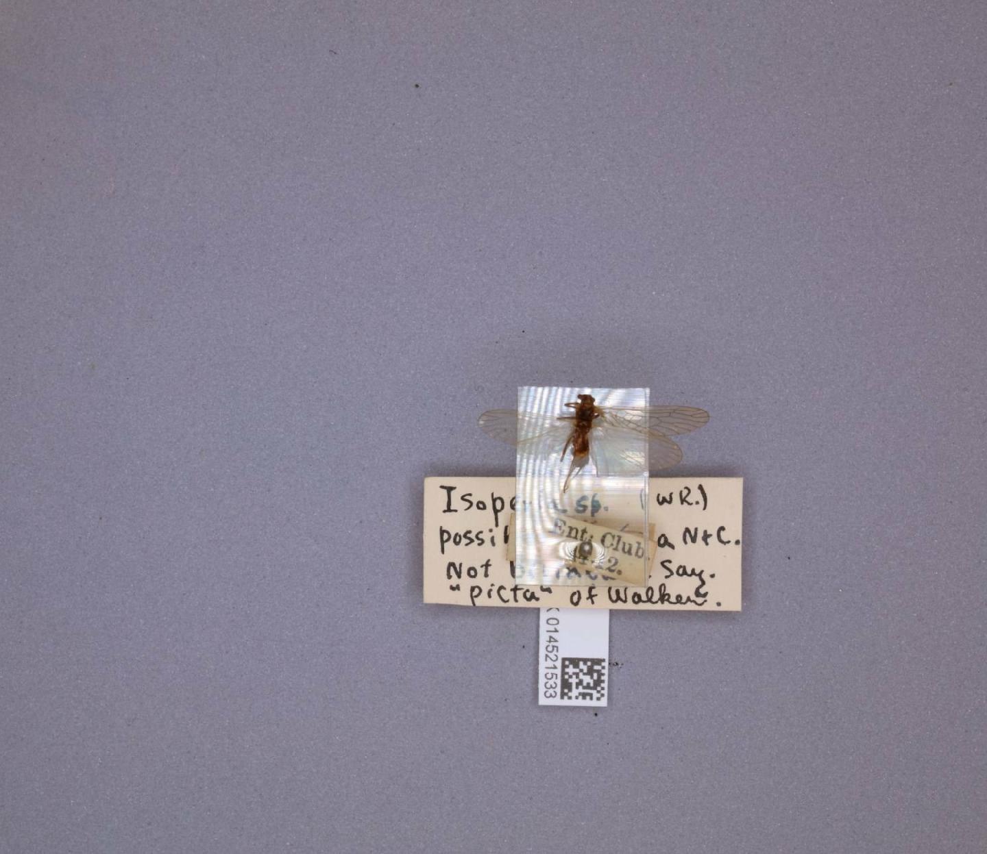 Isoperla marlynia thumbnail