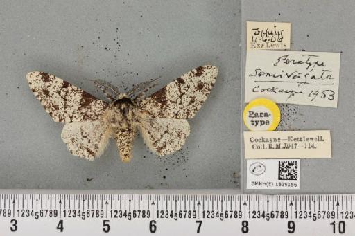 Biston betularia ab. semivirgata Cockayne, 1953 - BMNHE_1839156_412888