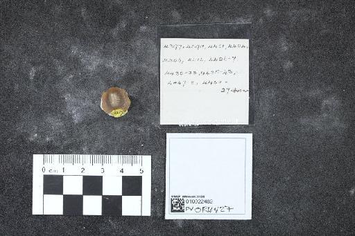 Ptychodus mammillaris infraphylum Gnathostomata Agassiz, 1843 - 010022489_L010040540_(1)