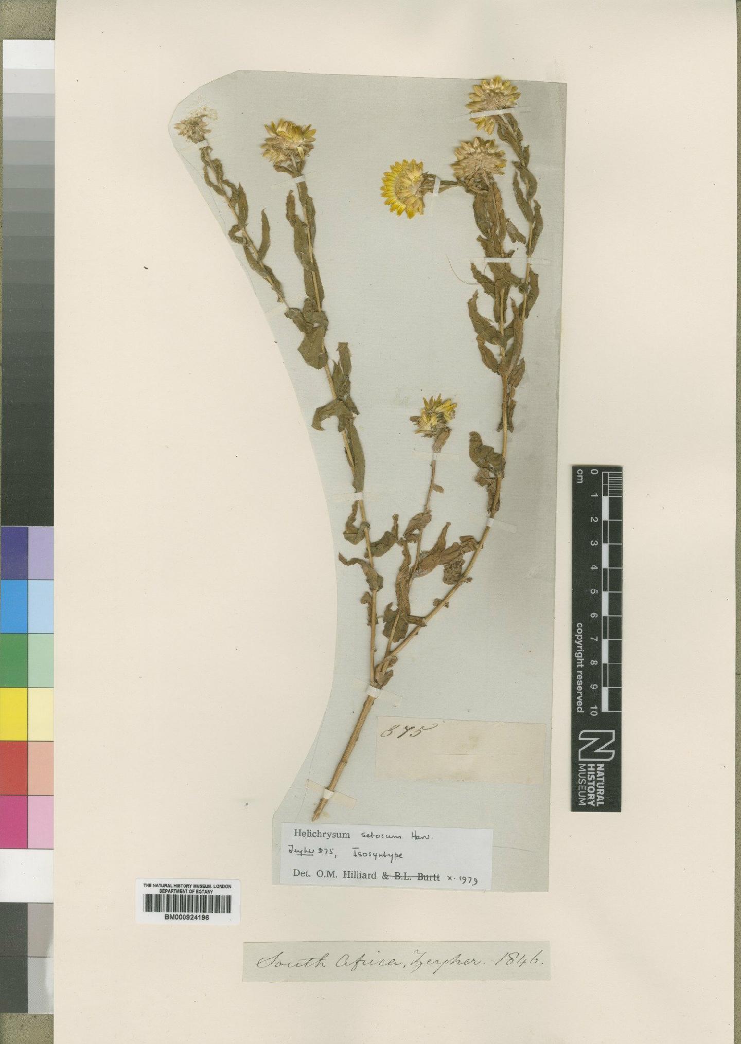 To NHMUK collection (Helichrysum setosum Harv.; Isosyntype; NHMUK:ecatalogue:4529224)