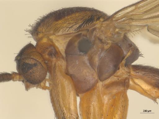 Orfelia nigricornis (Fabricius, 1805) - 010210680_Orfelia_nigricornis_thorax_l
