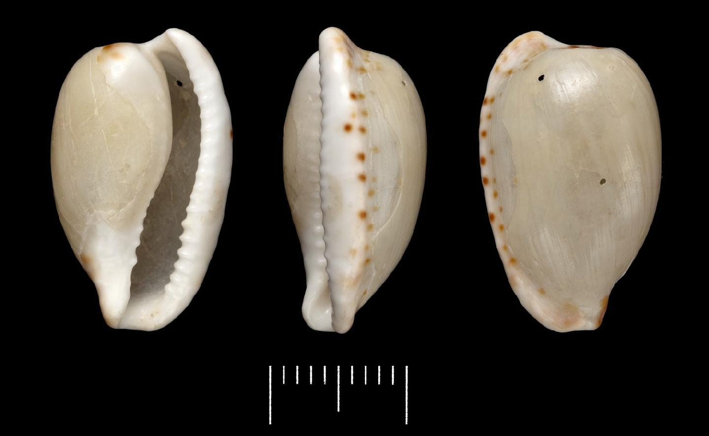 To NHMUK collection (Cypraea algoensis Gray, 1825; SYNTYPES; NHMUK:ecatalogue:3510711)