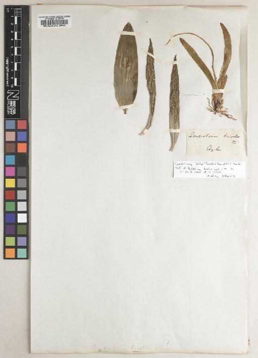 Cylindrolobus lindleyi (Thwaites) Ormerod & C.S.Kumar - BM000506202