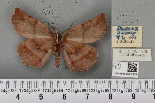 Selenia dentaria ab. eblanaria Baynes, 1952 - BMNHE_1881389_446688