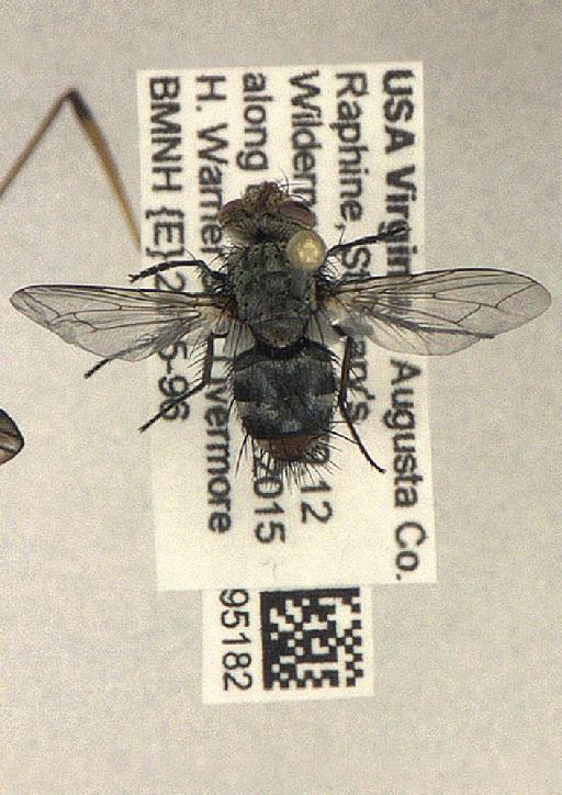Peleteria anaxias (Walker, 1849) - Diptera 010095182