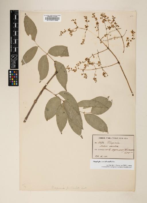 Staphylea occidentalis Sw. - 000521007