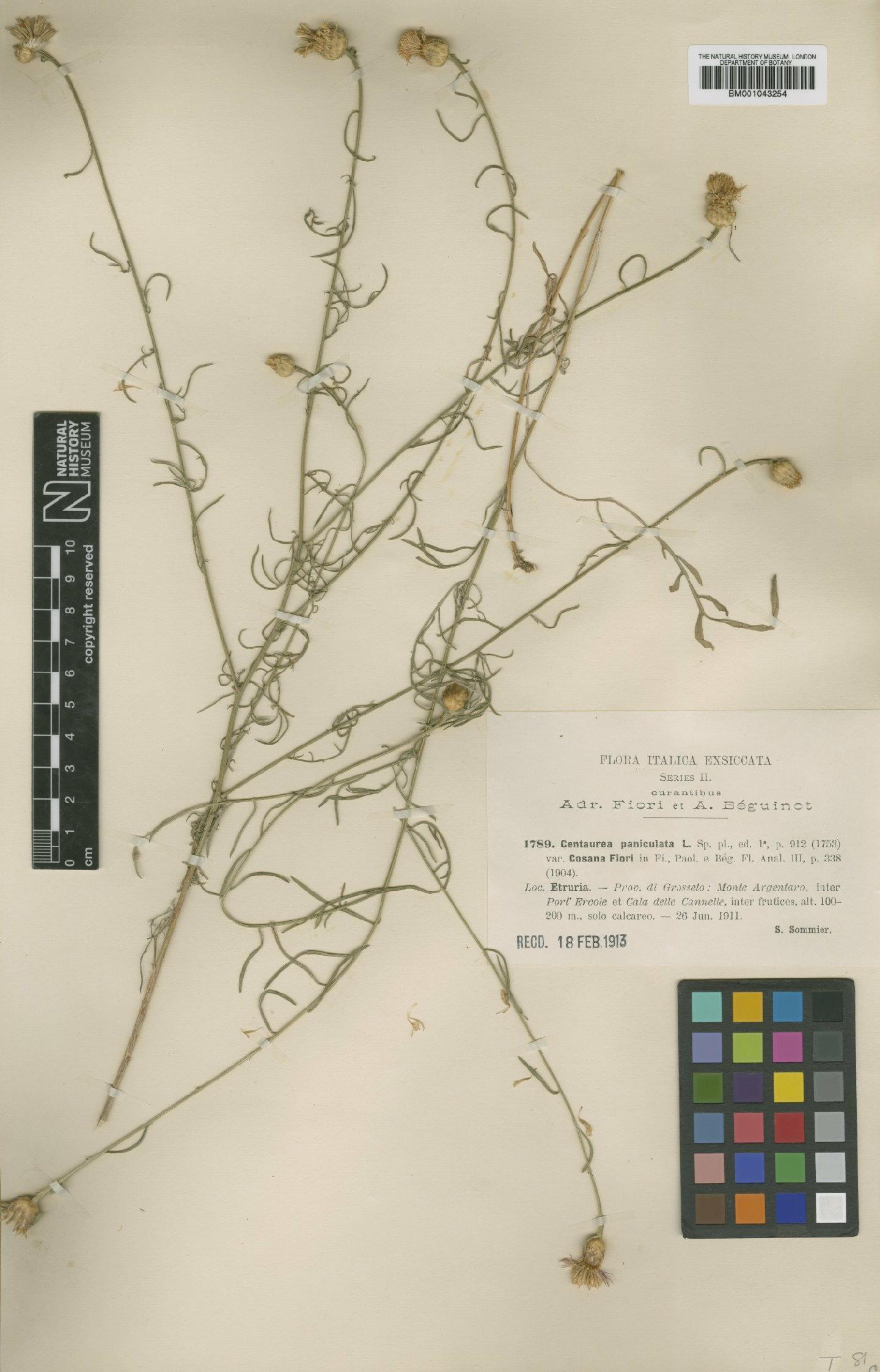 To NHMUK collection (Centaurea aplolepa subsp. cosana (Fiori) Dostal; Type; NHMUK:ecatalogue:1988839)