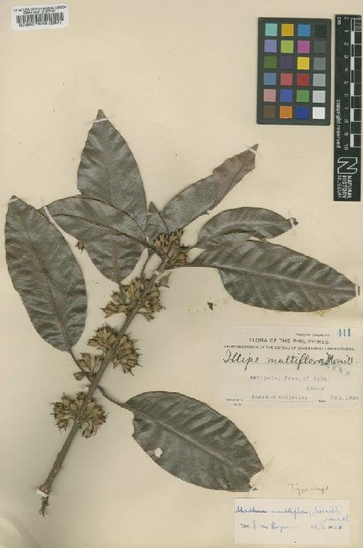 Madhuca motleyana (de Vriese) Baehni - BM000057885