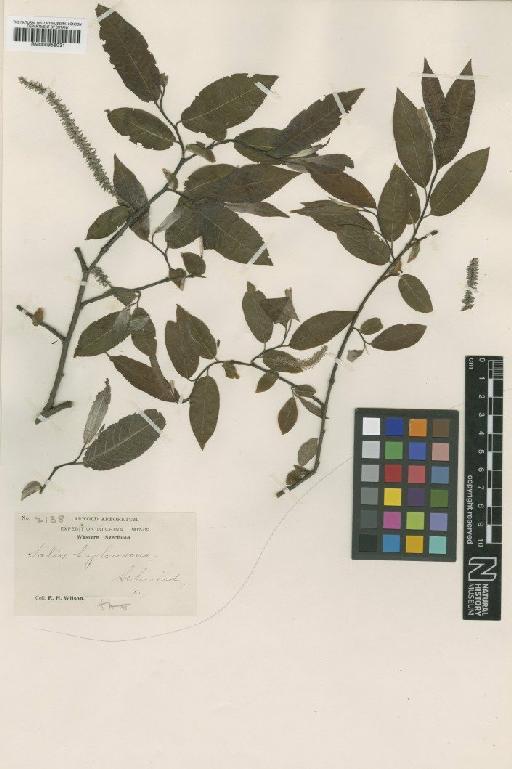 Salix hylonoma C.K.Schneid. - BM000958031