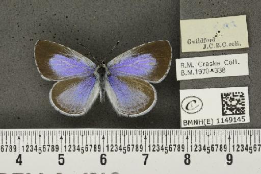 Celastrina argiolus britanna (Verity, 1919) - BMNHE_1149145_111495