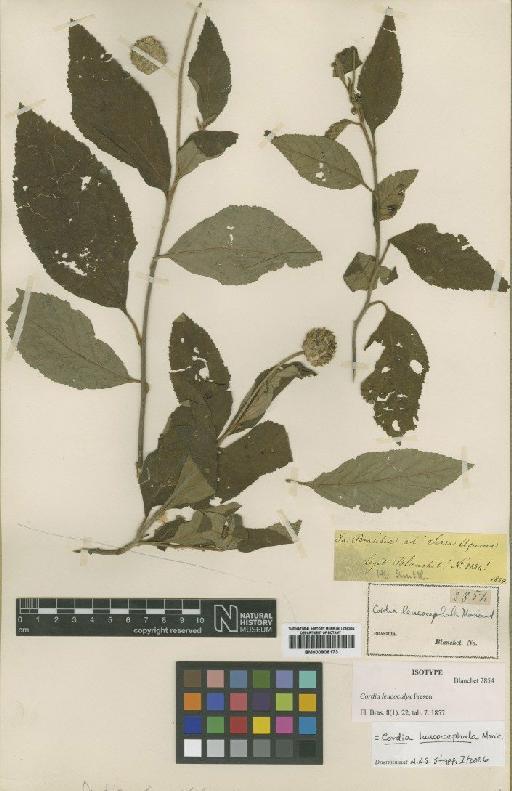 Cordia leucocephala Moric - BM000906173