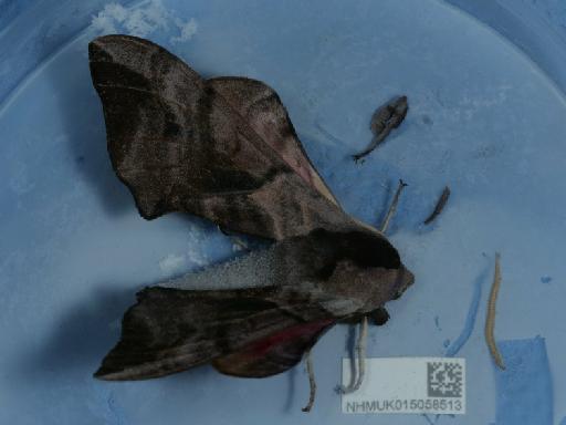 Smerinthus ocellata ab. kainiti Knop, 1937 - 015058513_1
