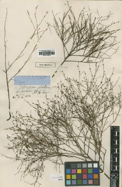 Heliotropium glabellum R.Br. - BM001040574