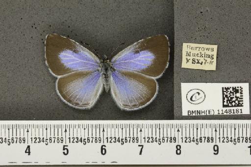 Celastrina argiolus britanna ab. lilacina-suffusa Tutt, 1908 - BMNHE_1148181_111273