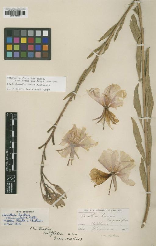 Oenothera hookeri subsp. angustifolia (Gates) Munz - BM001024337
