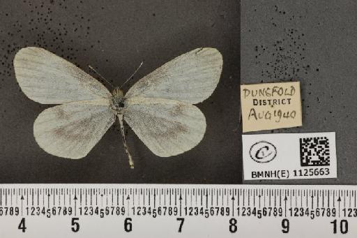 Leptidea sinapis sinapis Linnaeus, 1758 - BMNHE_1125663_80411