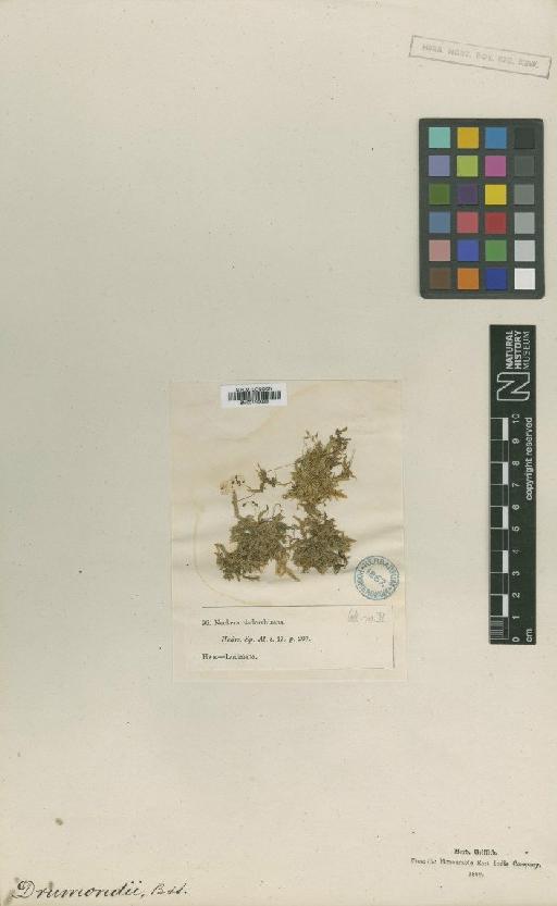 Entodon angustifolius (Mitt.) A.Jaeger - BM001108555