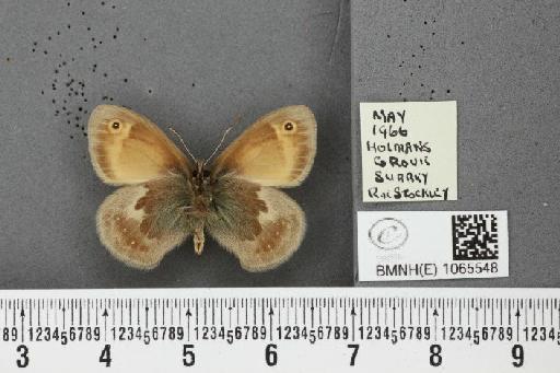Coenonympha pamphilus ab. antirufa Leeds, 1950 - BMNHE_1065548_26871