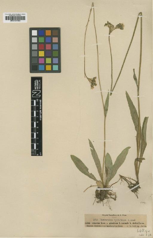 Hieracium cymosum var. genuinum Dahlst. - BM001047592