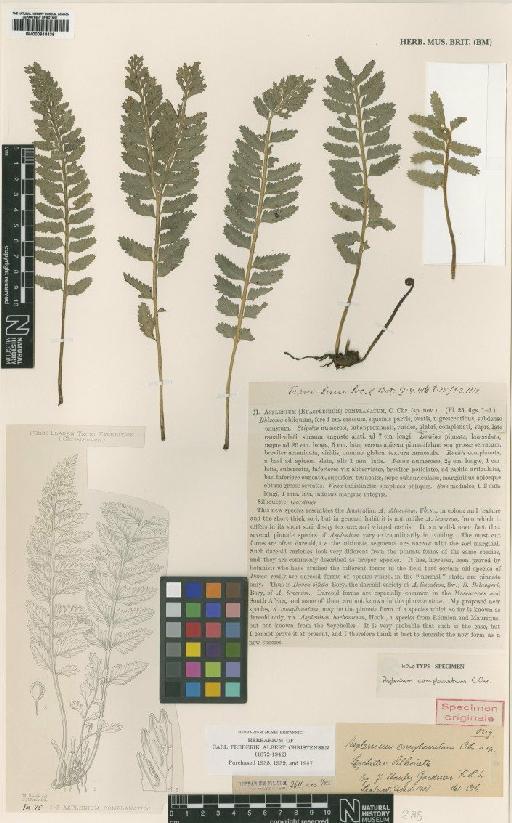 Asplenium aequibasis (C.Chr.) J.P.Roux - BM000918436