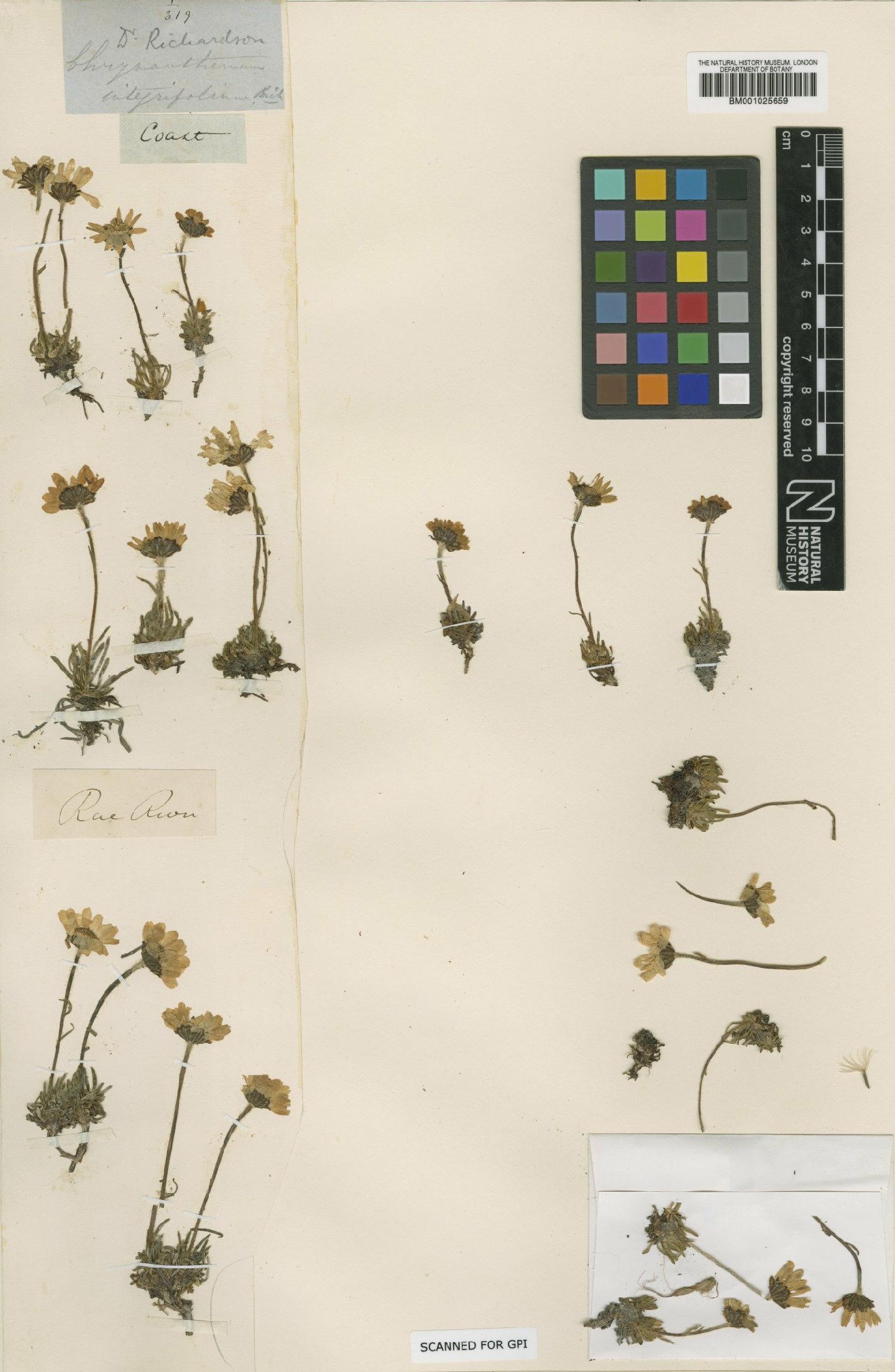 To NHMUK collection (Arctanthemum integrifolium (Richardson) Tzvelev; Type; NHMUK:ecatalogue:1186399)