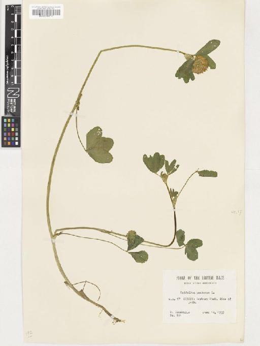 Trifolium pratense L. - BM001036717