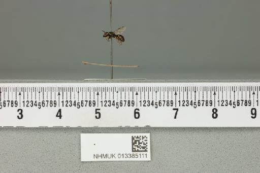 Ceratina (Ceratinidia) accusator Cockerell, 1919 - 013385111___2