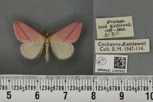 Rhodometra sacraria ab. rosea Oberthür, 1896 - BMNHE_1599593_300407