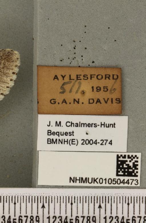 Acronicta menyanthidis menyanthidis ab. semivirga Tutt, 1888 - NHMUK_010504473_label_561941