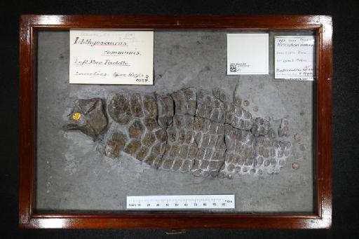 Ichthyosaurus communis De la Beche & Conybeare, 1821 - 010020107_L010040037